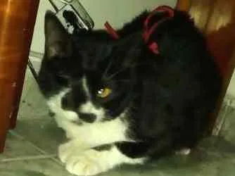 Gato ra a srd idade 2 anos nome Carmen