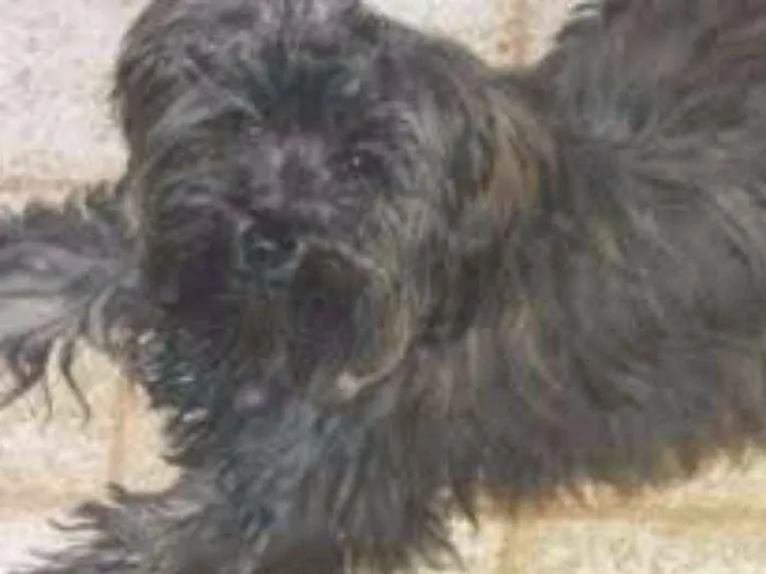 Cachorro ra a Poodle idade 2 anos nome Belinha