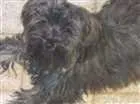 Cachorro raça Poodle idade 2 anos nome Belinha
