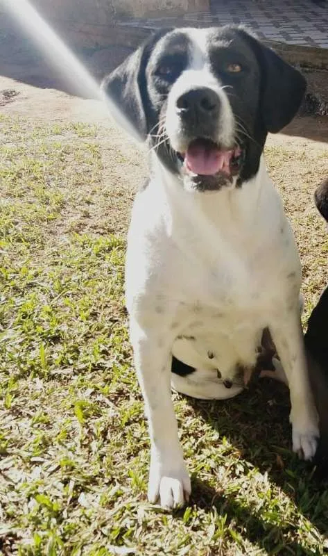Cachorro ra a labradorxsão bernardo idade 3 anos nome Kiara
