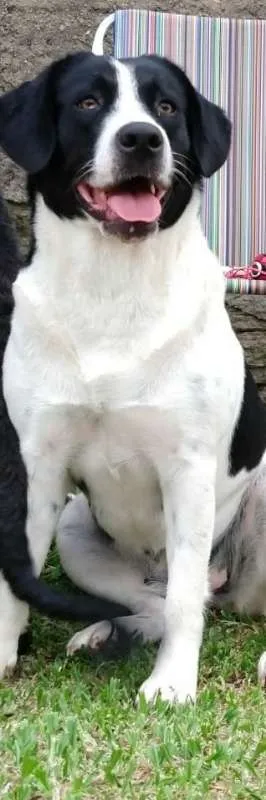Cachorro ra a labradorxsão bernardo idade 3 anos nome Kiara