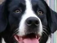 Cachorro ra a labradorxsão bernardo idade 3 anos nome Kiara