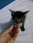 Samy