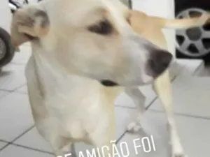 Cachorro raça Indeginoda idade 3 anos nome L
