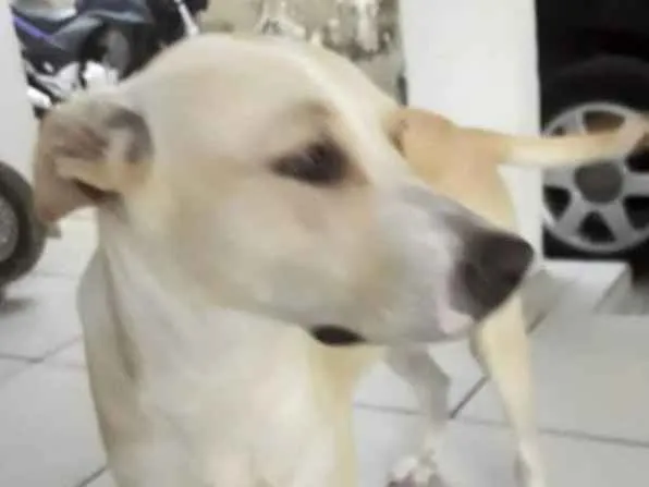 Cachorro ra a Indeginoda idade 3 anos nome L