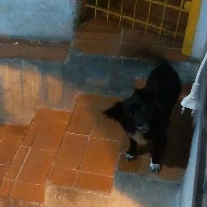 Cachorro ra a Vira lata idade  nome Bob