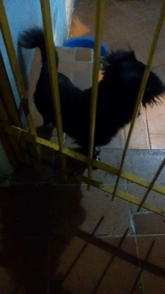 Cachorro ra a Vira lata idade  nome Bob
