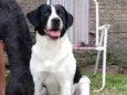 Kiara