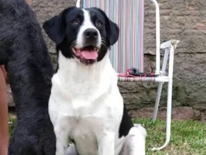 Cachorro raça labradorxsão bernardo idade 3 anos nome Kiara