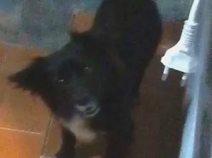 Cachorro raça Vira lata idade  nome Bob