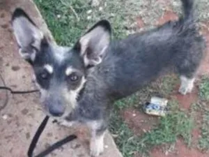 Cachorro raça Mistura idade 7 a 11 meses nome Sandy