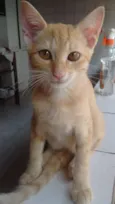 3 gatinhas