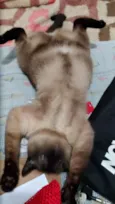 Samantha