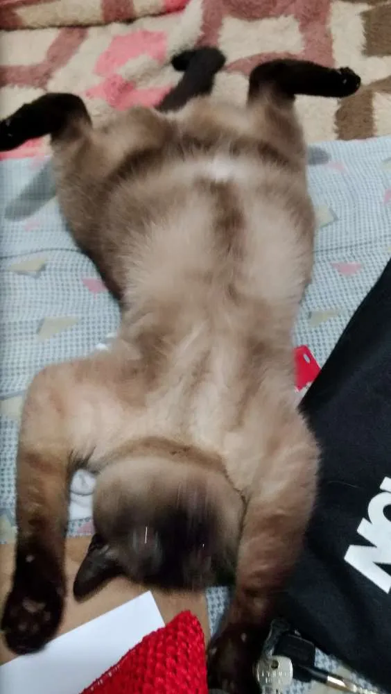 Gato ra a Siamês idade 2 anos nome Samantha
