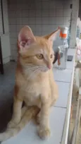 3 gatinhas