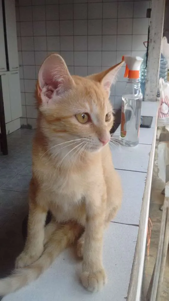 Gato raça  idade 2 a 6 meses nome 3 gatinhas