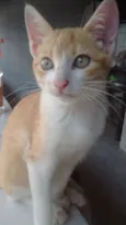 3 gatinhas