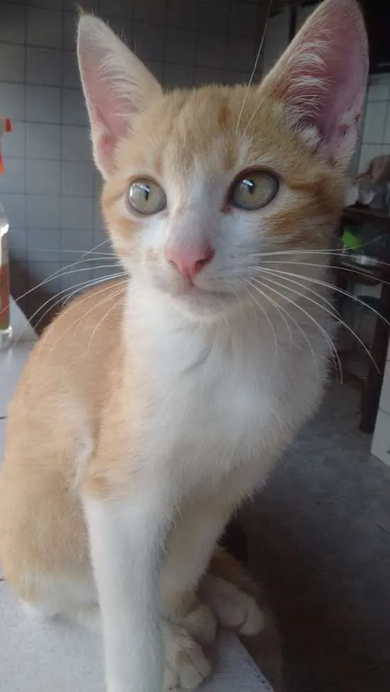 Gato raça  idade 2 a 6 meses nome 3 gatinhas