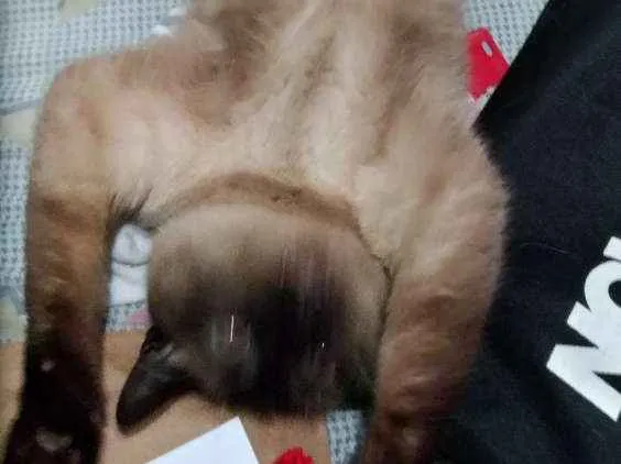 Gato ra a Siamês idade 2 anos nome Samantha
