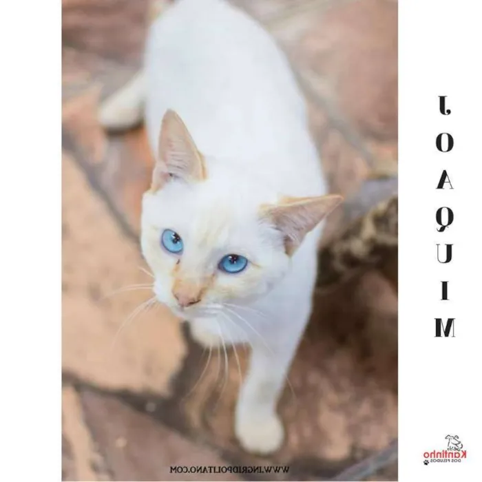 Gato ra a  idade 2 a 6 meses nome Joaquim Filhotinho