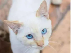 Gato raça  idade 2 a 6 meses nome Joaquim Filhotinho