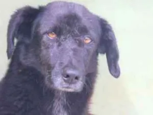 Cachorro raça  idade 6 ou mais anos nome Guto