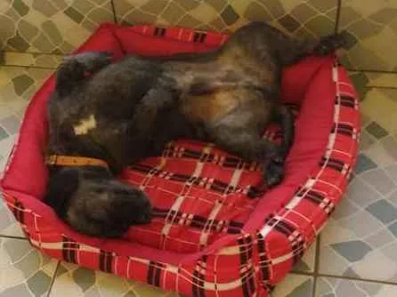 Cachorro ra a Lhasa apso idade 3 anos nome Thor
