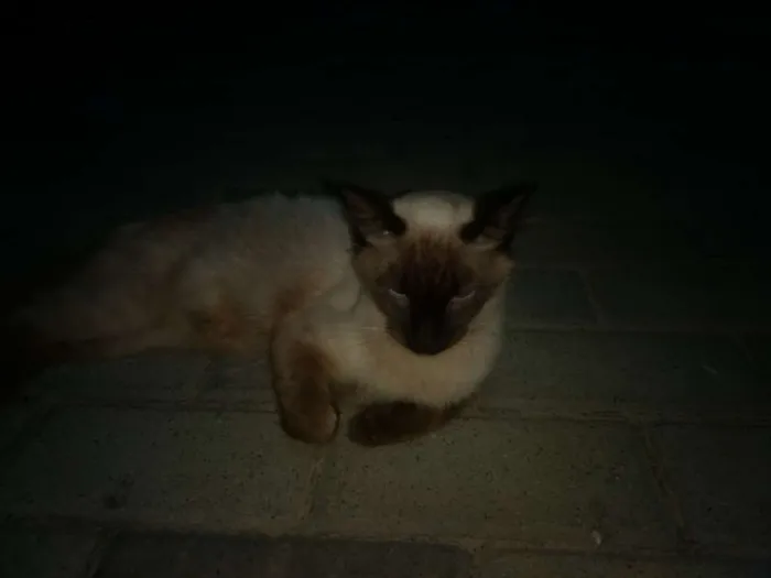 Gato raça Siamês idade 2 anos nome Bella