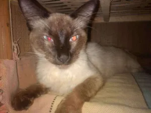 Gato raça Siamês idade 2 anos nome Bella