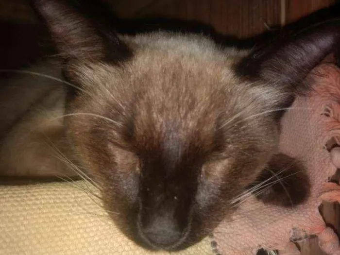 Gato raça Siamês idade 2 anos nome Bella