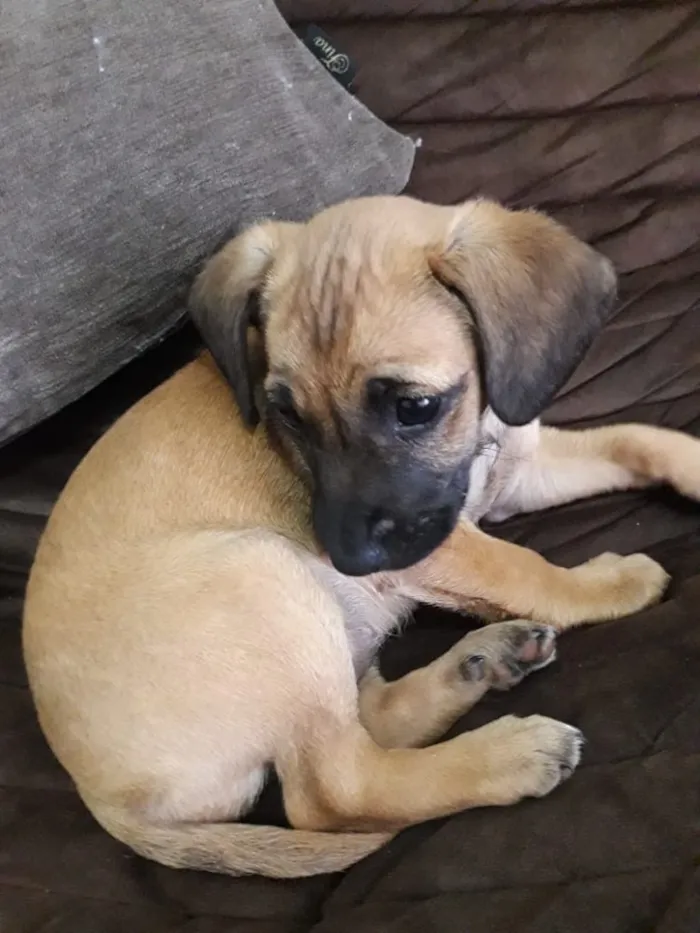 Cachorro ra a Sem raça definida  idade 2 a 6 meses nome Sem nome