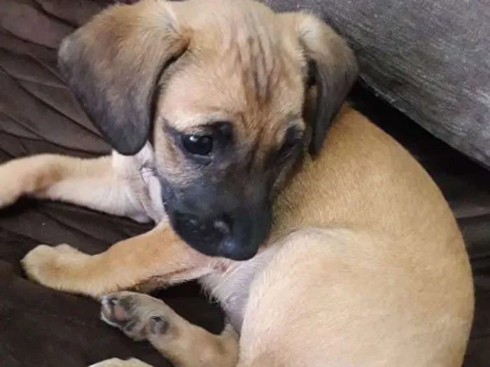 Cachorro ra a Sem raça definida  idade 2 a 6 meses nome Sem nome