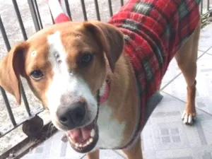 Cachorro raça srd idade 1 ano nome Linda