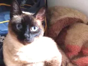 Gato raça Siamês idade 2 anos nome Samantha