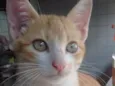 3 gatinhas