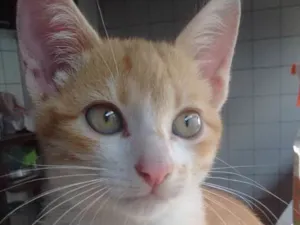 Gato raça  idade 2 a 6 meses nome 3 gatinhas