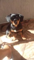 Bob