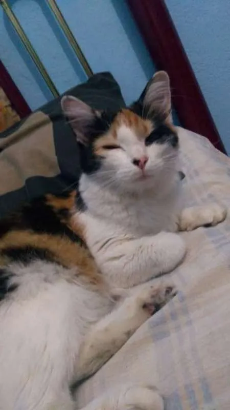 Gato ra a  idade 7 a 11 meses nome Shery