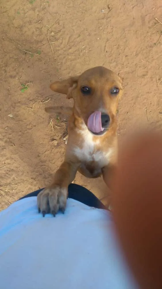 Cachorro ra a Vira lata idade Abaixo de 2 meses nome 1, 2 e 3 (sem nome)