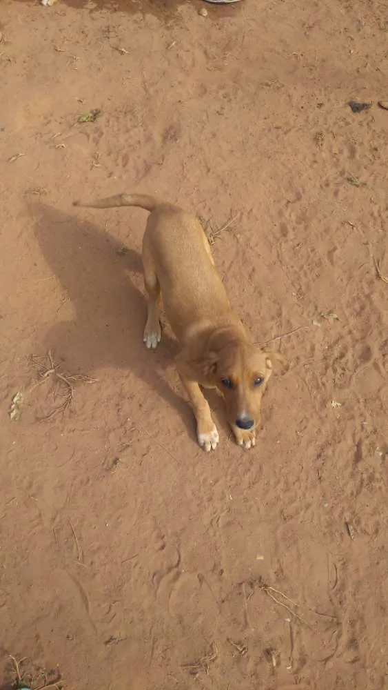 Cachorro ra a Vira lata idade Abaixo de 2 meses nome 1, 2 e 3 (sem nome)