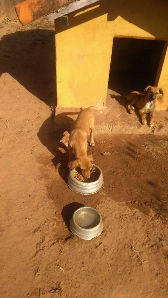 Cachorro ra a Vira lata idade Abaixo de 2 meses nome 1, 2 e 3 (sem nome)