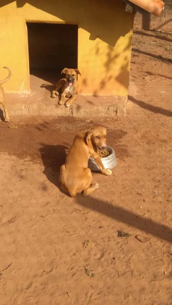 Cachorro ra a Vira lata idade Abaixo de 2 meses nome 1, 2 e 3 (sem nome)