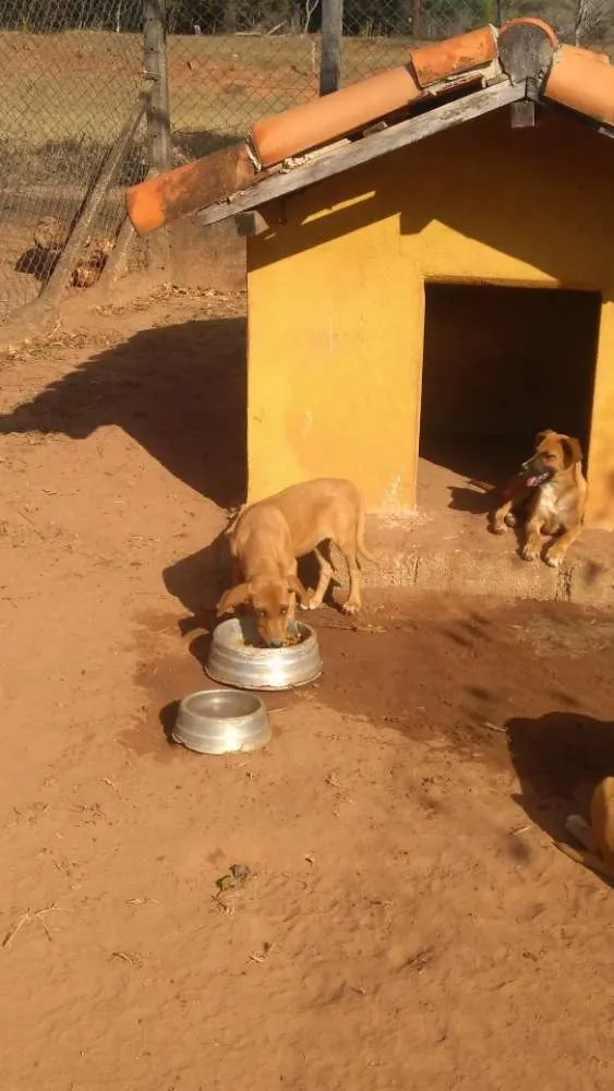 Cachorro ra a Vira lata idade Abaixo de 2 meses nome 1, 2 e 3 (sem nome)