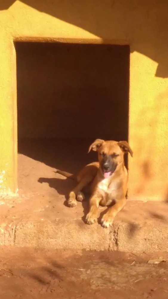 Cachorro ra a Vira lata idade Abaixo de 2 meses nome 1, 2 e 3 (sem nome)