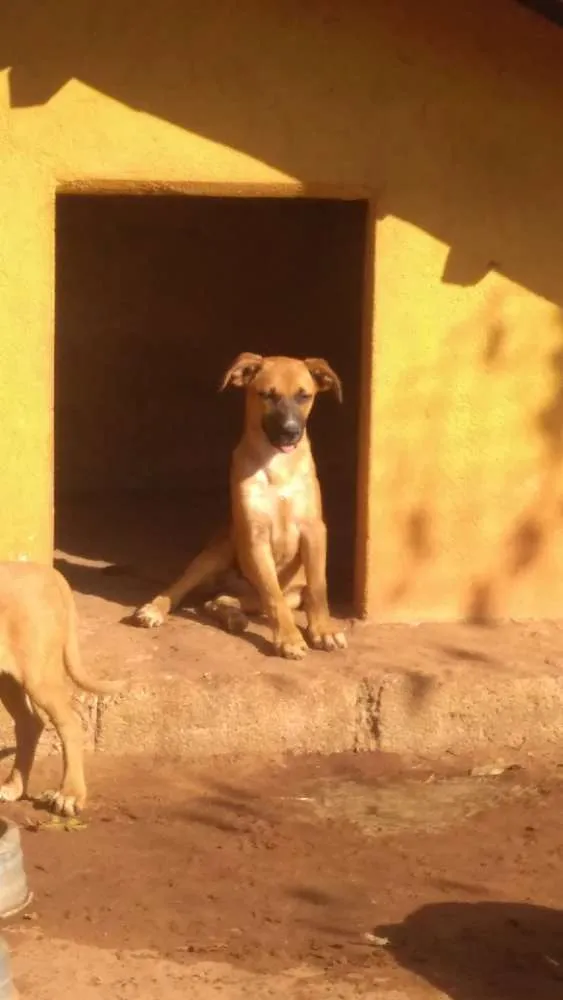 Cachorro ra a Vira lata idade Abaixo de 2 meses nome 1, 2 e 3 (sem nome)