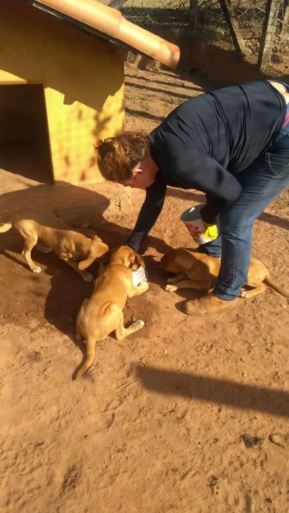 Cachorro ra a Vira lata idade Abaixo de 2 meses nome 1, 2 e 3 (sem nome)