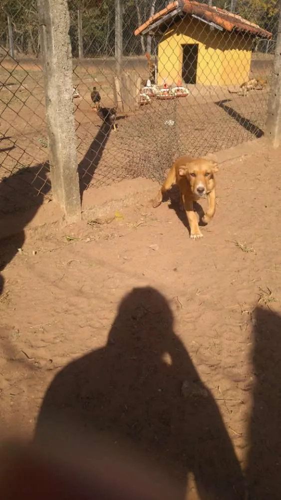 Cachorro ra a Vira lata idade Abaixo de 2 meses nome 1, 2 e 3 (sem nome)