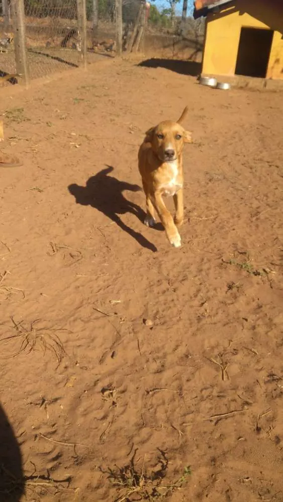 Cachorro ra a Vira lata idade Abaixo de 2 meses nome 1, 2 e 3 (sem nome)