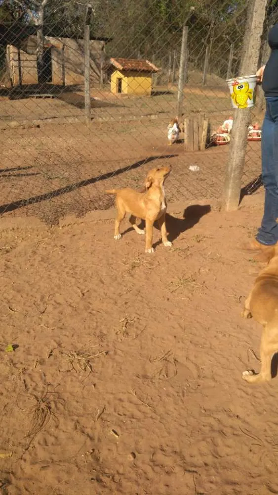Cachorro ra a Vira lata idade Abaixo de 2 meses nome 1, 2 e 3 (sem nome)