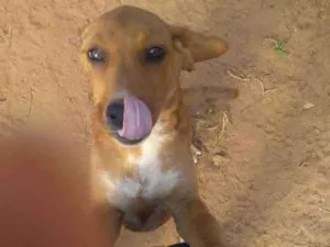 Cachorro raça Vira lata idade Abaixo de 2 meses nome 1, 2 e 3 (sem nome)